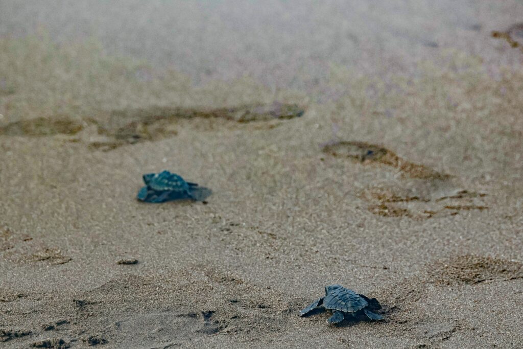 The Galápagos Islands, Ecuador: A Wildlife Haven