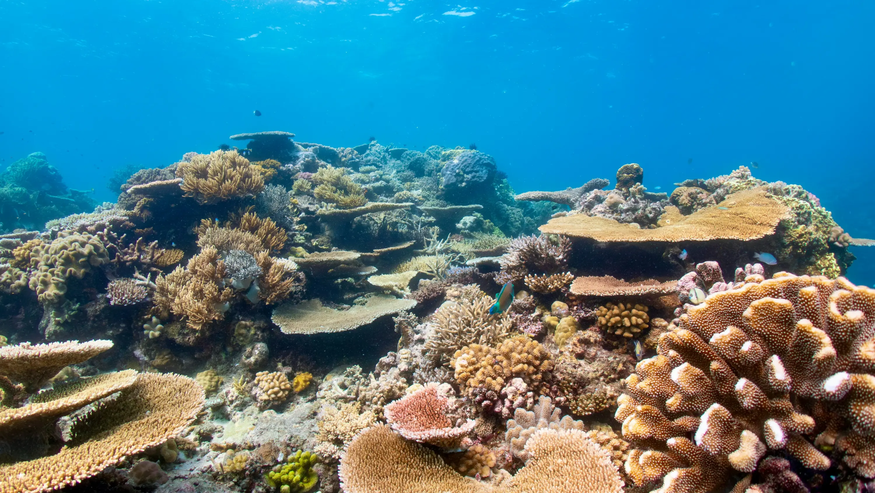 Great Barrier Reef, Australia